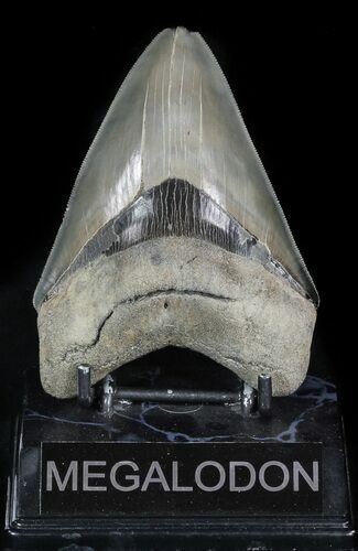 Serrated, Fossil Megalodon Tooth - Georgia #47213